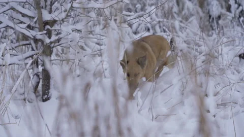 A red, mongrel dog hunts for a mouse hiding under the snow Stock Footage 236598477