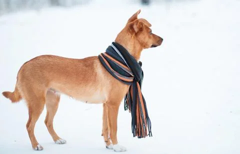 Red mongrel dog in scarf standing in winter forest. Side view. Stock Photos