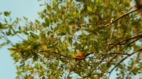 Red Monkey Climbing Through A Tree HD Video Stock Footage 25084961