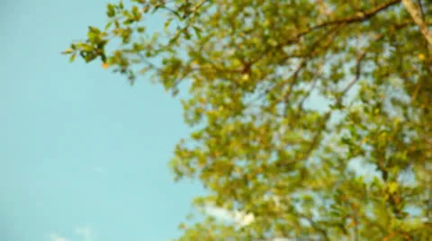 Red Monkey Climbing A Tree In Costa Rica HD Video Stock-Footage 25912504