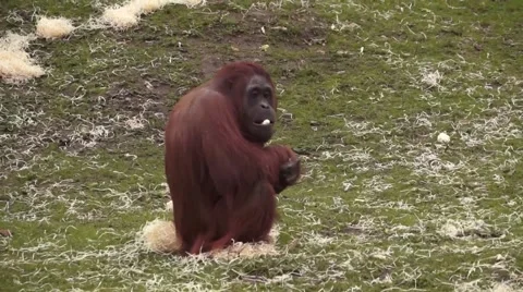 Red Monkey Eating Video stock 48866128