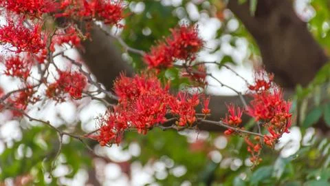 Red Monkey flower tree or Fire of Pakistan (Phyllocarpus septentrionalis Donn Stock Photos