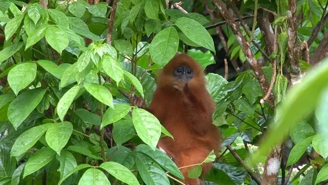 Red Monkey Leaf on Tree Branch Stock Footage 86587097