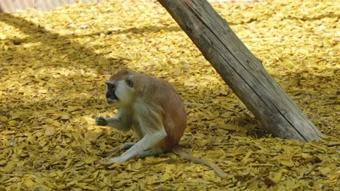 Red monkey looking for something on the ground Stock Footage 195477908
