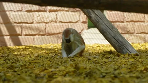 Red monkey looking for something on the ground Stock Footage 195477942