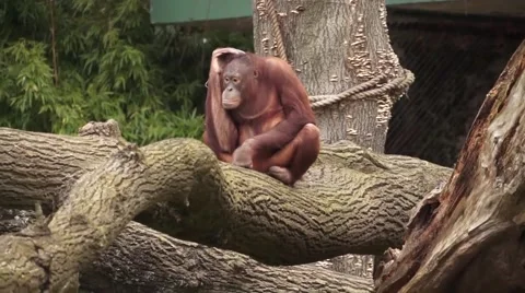 Red Monkey Sitting Stock Footage 48866138
