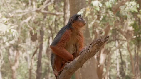 Red monkey on a tree Stock Footage 304981415