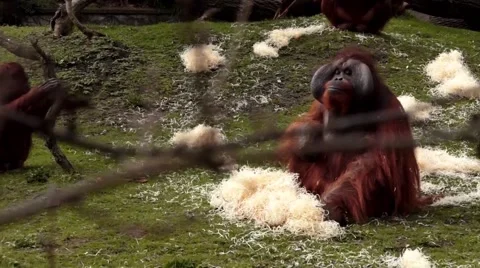 Red Monkeys Stock Footage 48840219