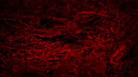 Pov Running Through Forest Stock Video Footage Royalty Free Pov