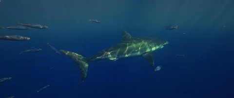 RED Monstro White Shark Video Stock Footage 119500346