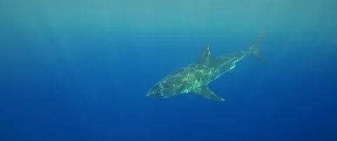 RED Monstro White Shark Video Stock Footage 119500347