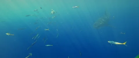 RED Monstro White Shark Video Stock Footage 119500378