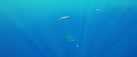 RED Monstro White Shark Video Stock Footage 119500441