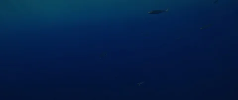 RED Monstro White Shark Video Stock Footage 119500443
