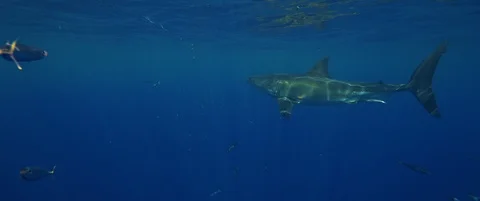 RED Monstro White Shark Video Stock Footage 119500638