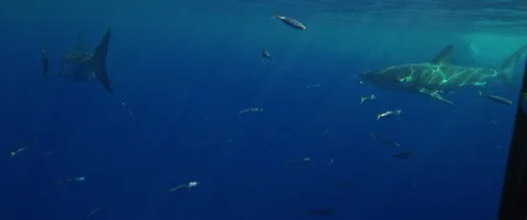 RED Monstro White Shark Video Stock Footage 119501061