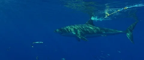RED Monstro White Shark Video Stock-Footage 119501105