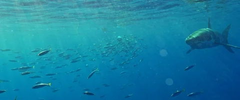RED Monstro White Shark Video Stock Footage 119501274