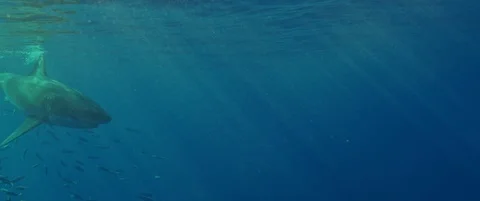 RED Monstro White Shark Video Stock Footage 119501348