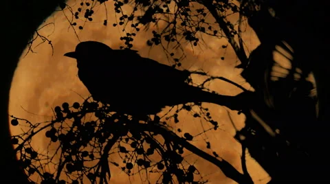 Red Moon Crow Sitting On Berry Tree Silhouette, 4K Stock Footage 61024239