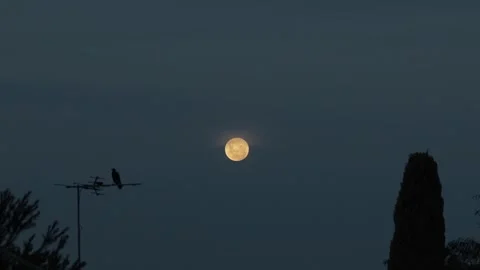 Red Moon Dusk Magpie Flies Off TV Aerial Australia, Victoria, Gippsland, Stock-Footage 274872001