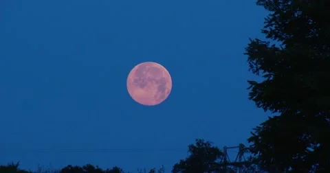 Red Moon  Tress border - 4k Stock Footage 64997183