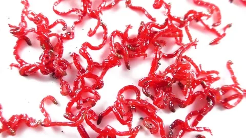 Red mosquito larvae are moving on a white background Stock Footage 83600992