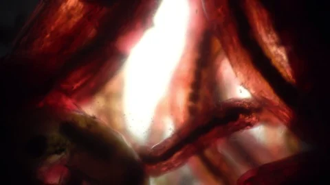 Red mosquito larvae in the light of a laboratory microscope Stock Footage 121935604