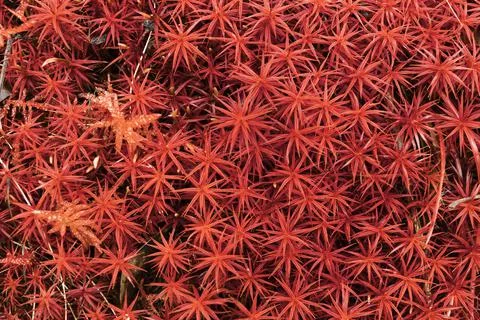 Red moss background Stock Photos