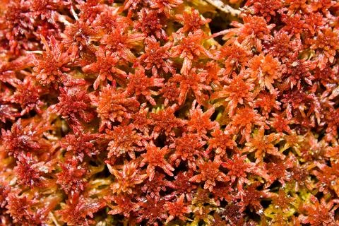 Red moss close up as background Stock Photos