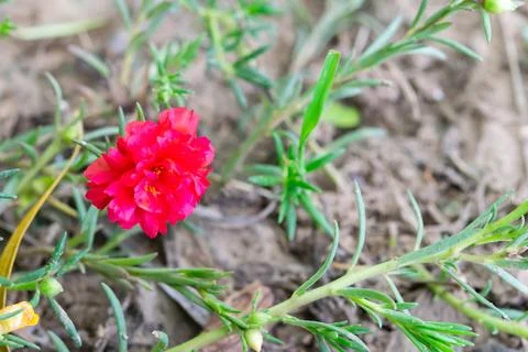 Red Moss Rose Bloom Closeup Stockfoto's