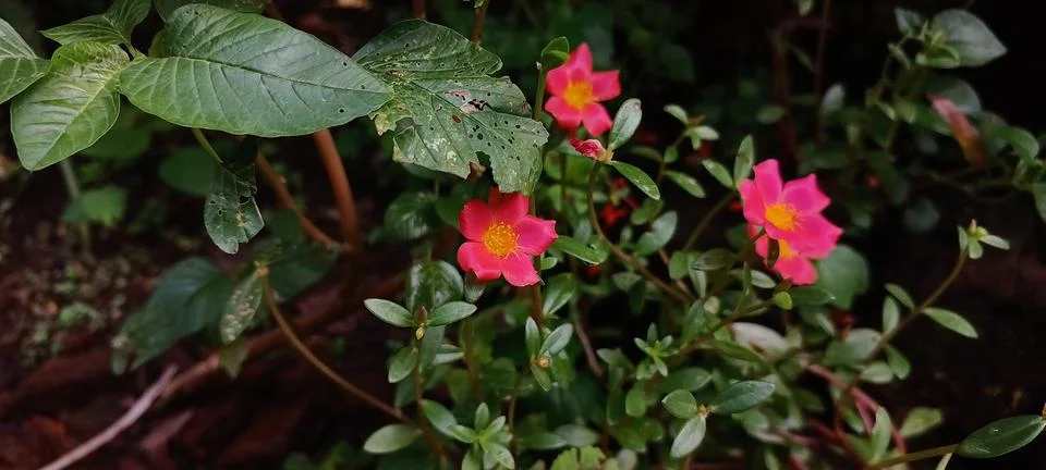 Red mossrose Stock Photos