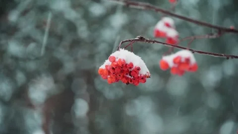 Red mountain ash berries on a tree branch in a winter forest. Snow is falling. Stock Footage 296040826