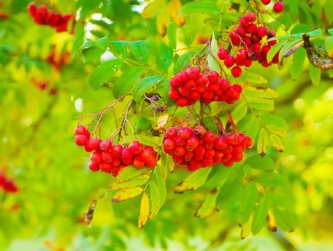 Red mountain ash close-up. Branches with vibrant red and orange ripe mountain Foto stock