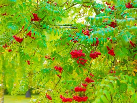 Red mountain ash close-up. Branches with vibrant red and orange ripe mountain Foto stock