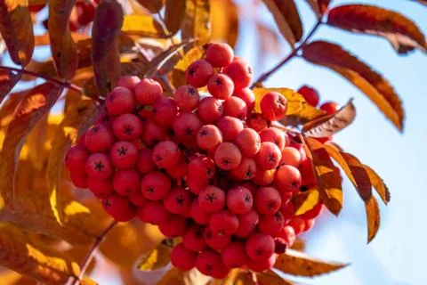 Red mountain ash grows on the tree in autumn. Stock Photos