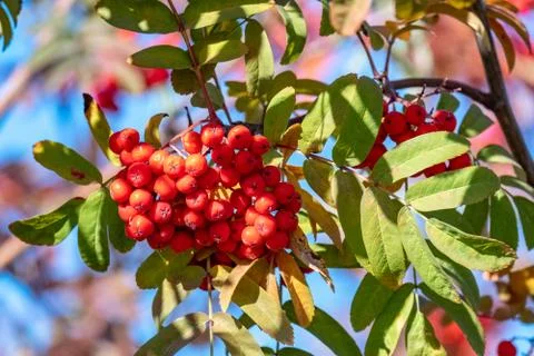 Red mountain ash grows on the tree in autumn. Stock Photos