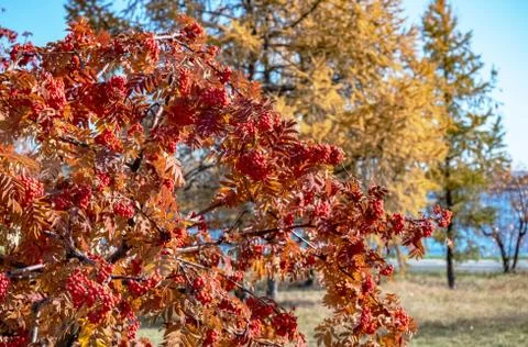 Red mountain ash grows on the tree in autumn. 스톡 사진