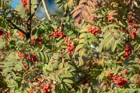 Red mountain ash grows on the tree in autumn. Stock Photos