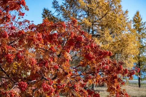 Red mountain ash grows on the tree in autumn. Stock Photos