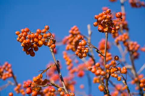 Red mountain ash Stock Photos