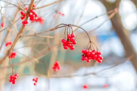 Red mountain ash in the winter Stock-Fotos