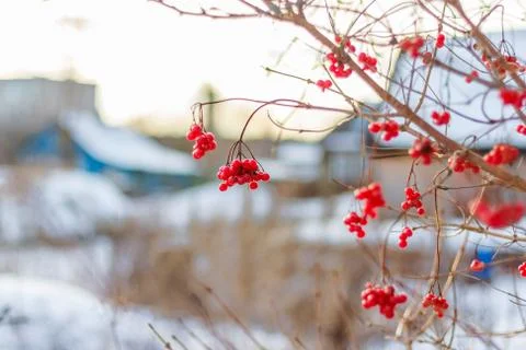 Red mountain ash in the winter Foto stock