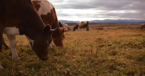 Red mountain cows grazing in a mountains. Field under a cloudy sky. Cattle. Video stock 305635579