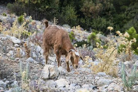 Red mountain goat Stock Photos