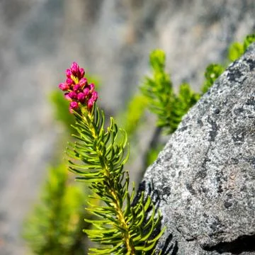 Red Mountain Heather Stock Photos