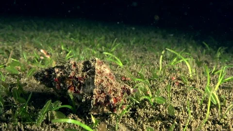 Red-mouthed frog shell (Tutufa rubeta) in the night on the sand Video stock 89968495