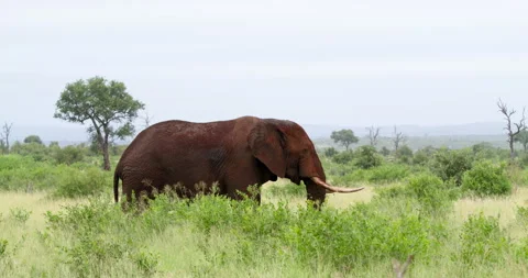 Red Mud Covered African Elephant Bull Walking and Eating in Kruger Park Grass Stock Footage 340406191