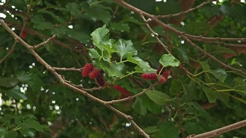 Red mulberries on the branch. Stock Footage 305913850