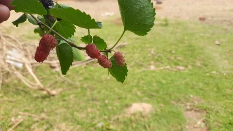 Red mulberries with green. Stock Footage 152935855